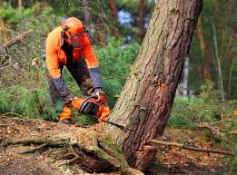 How Our Tree Care Process Works  in  Penryn, CA