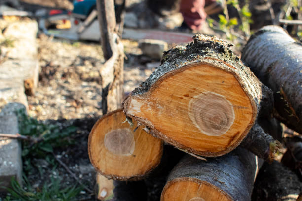 Best Emergency Tree Removal  in Penryn, CA