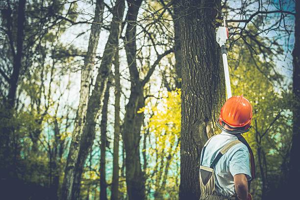 Penryn, CA Tree Care Company